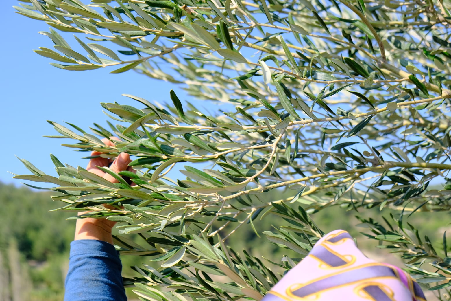 74173368_2366087566834641_7656718780755607552_n